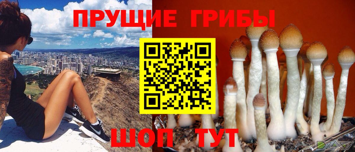 Азнакаево  Галлюциногенные грибы GOLDEN TEACHER  Галлюциногенные грибы Psilocybine cubensis  Вход с VPN 